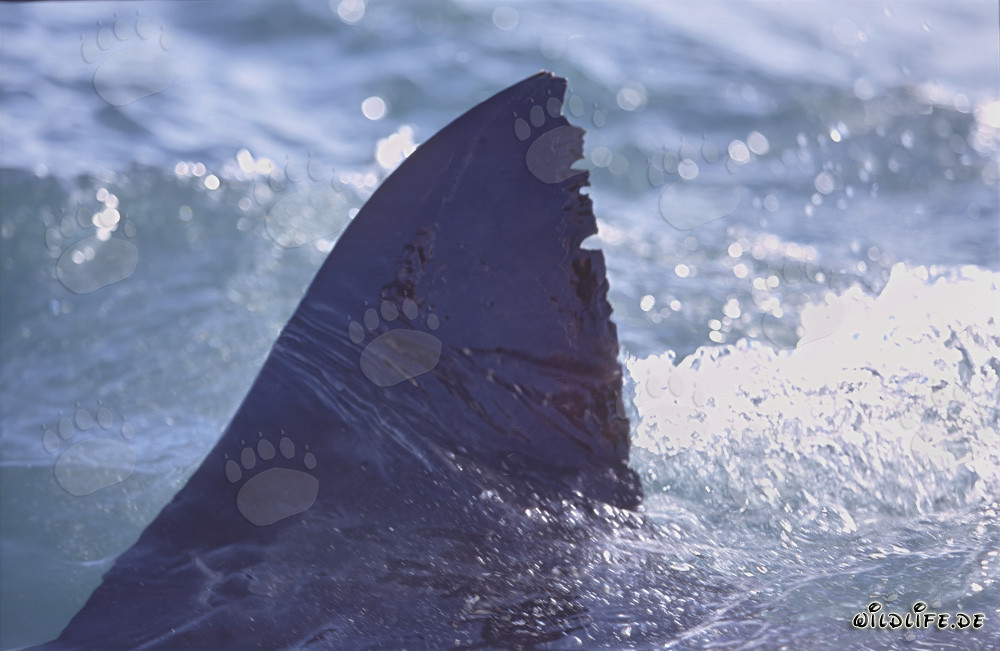 Fascinante aleta dorsal del tiburón blanco frente a la isla Dyer