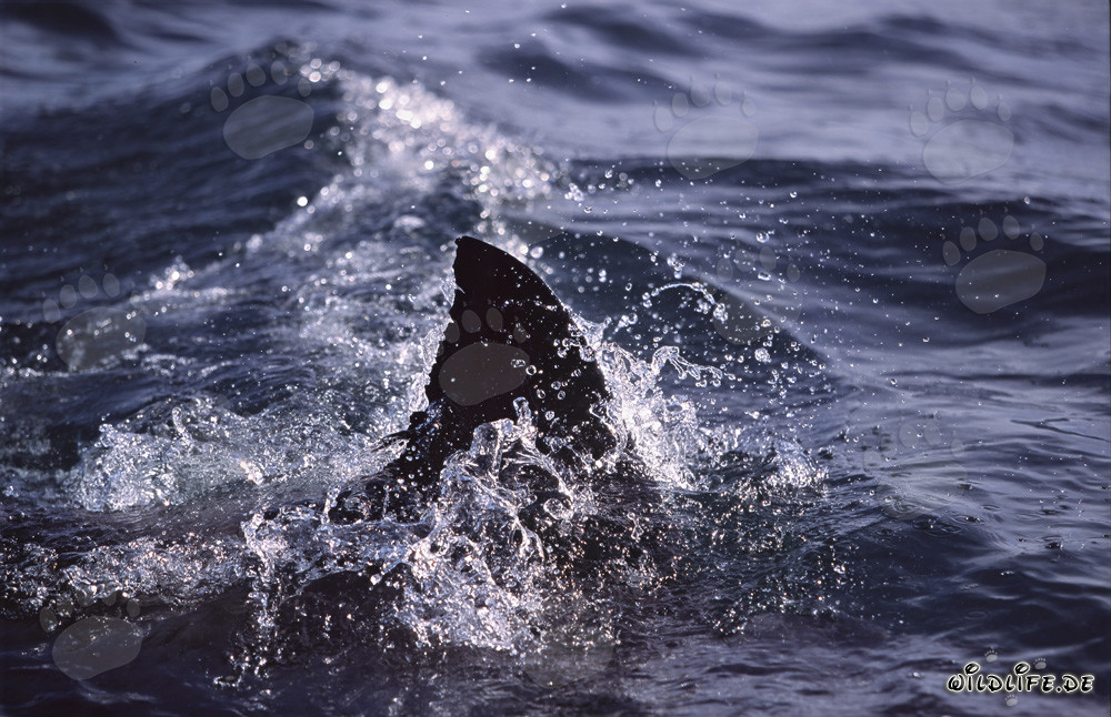 Élégante nageoire dorsale d'un grand requin blanc
