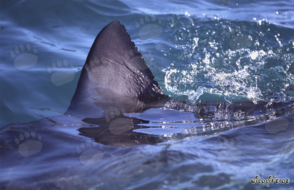 Impresionante aleta dorsal del Gran Tiburón Blanco