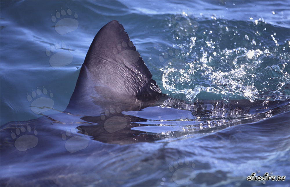 Impressionnante nageoire dorsale du Grand Requin Blanc