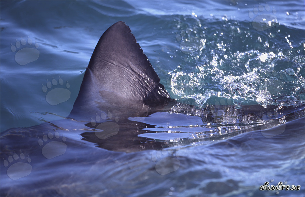 Impressive Dorsal Fin of the Great White Shark