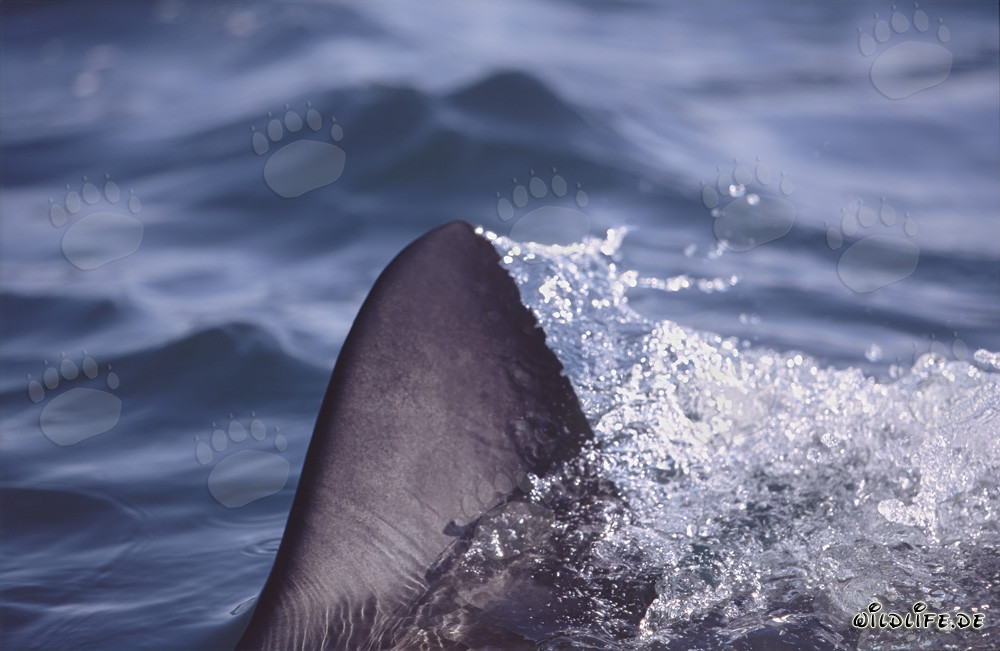 Impresionante aleta dorsal del tiburón blanco