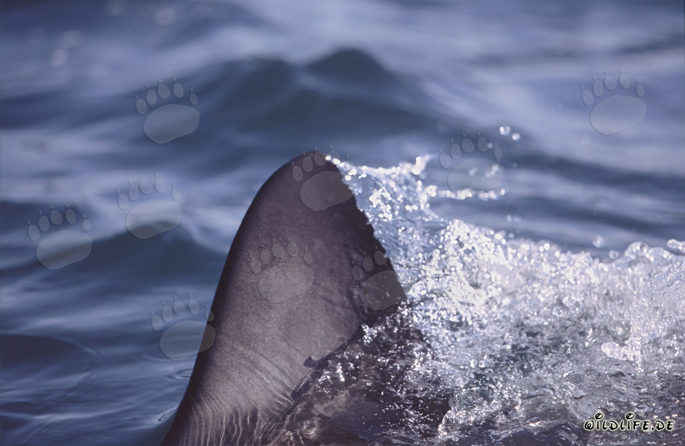 Impressive white shark dorsal fin