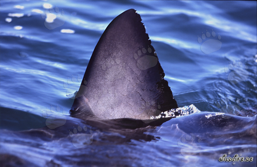 Impresionante aleta dorsal del Gran Tiburón Blanco