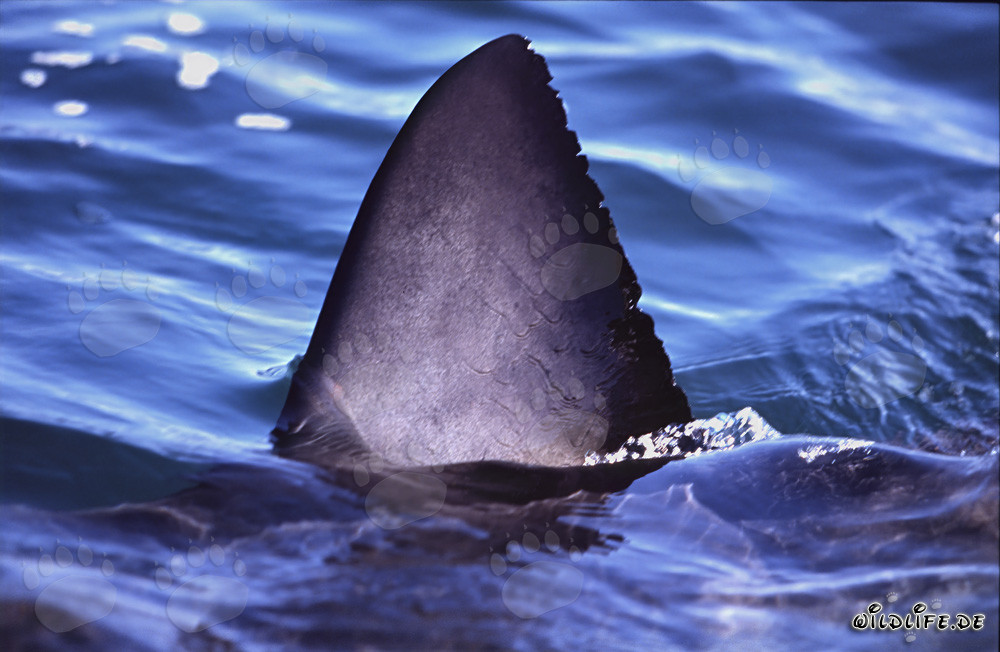 Impressionnante nageoire dorsale du Grand Requin Blanc