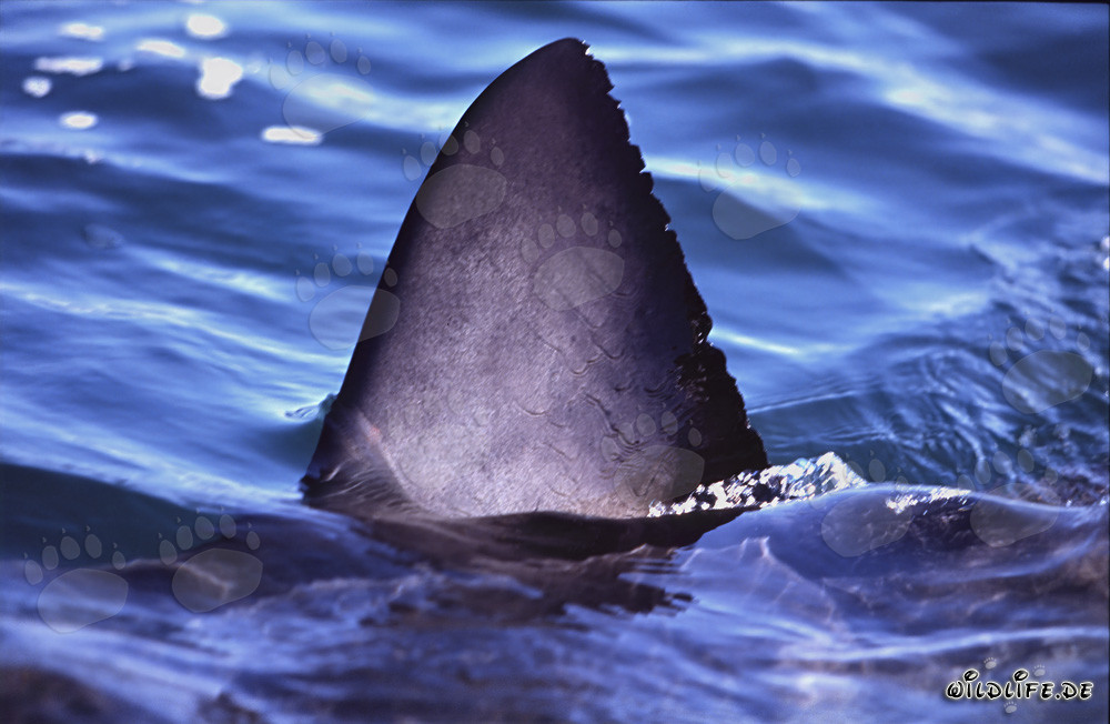 Impressive dorsal fin of the Great White Shark