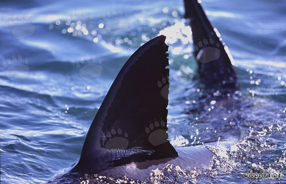 Nageoire dorsale et caudale du Grand Requin Blanc - Caractéristique distinctive des prédateurs marins