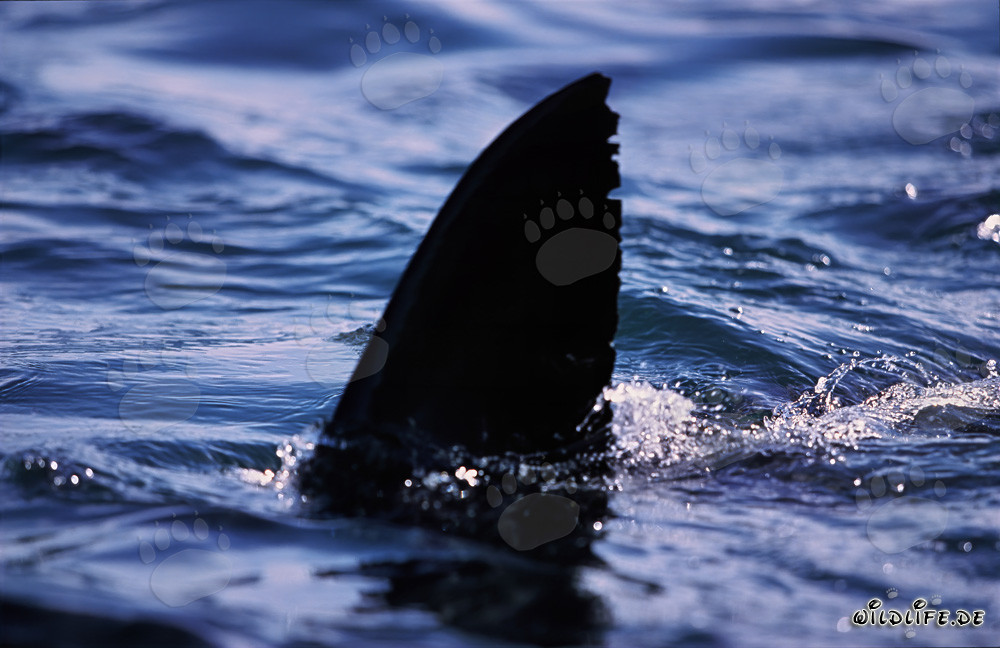 Clairement reconnaissable : Aileron dorsal du grand requin blanc