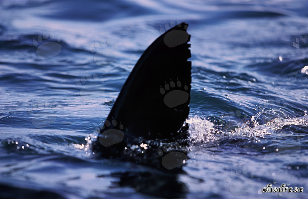 Distinctive: Great white shark dorsal fin