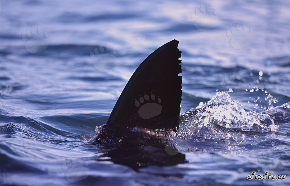 Impressionnante nageoire dorsale du Grand Requin Blanc