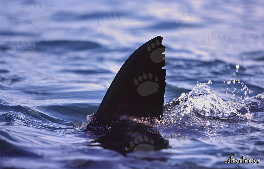 Impressive Dorsal Fin of the Great White Shark