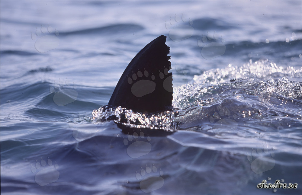 Impressionnante nageoire dorsale de grand requin blanc émerge de l'océan