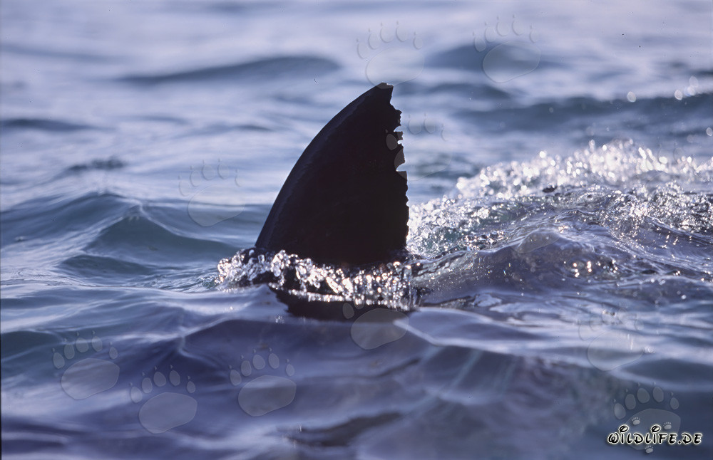 Impresionante aleta dorsal de tiburón blanco emerge del océano