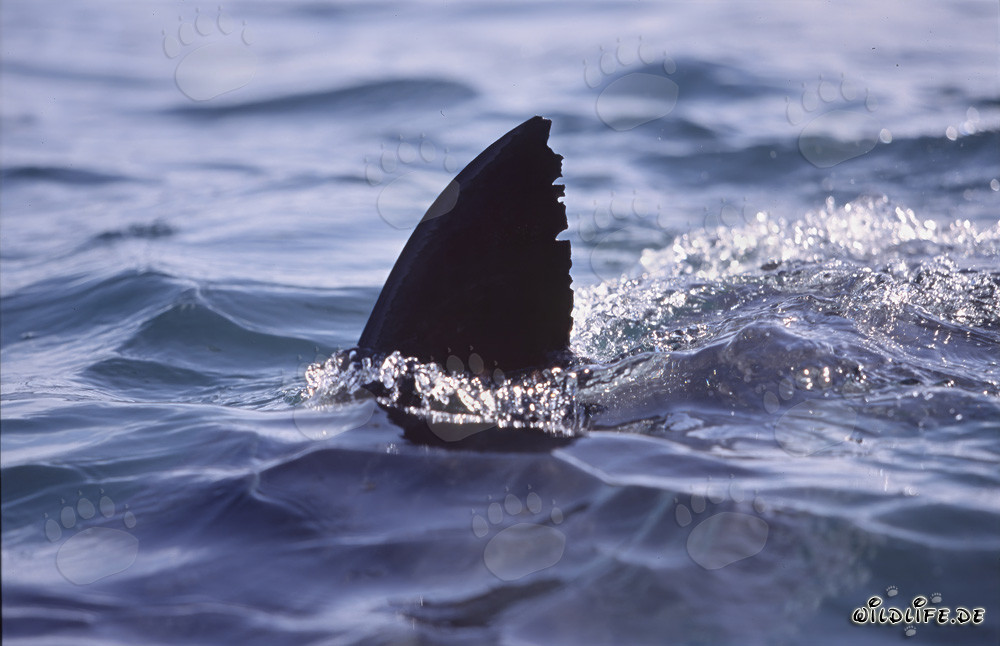 Impressive white shark dorsal fin emerges from the ocean