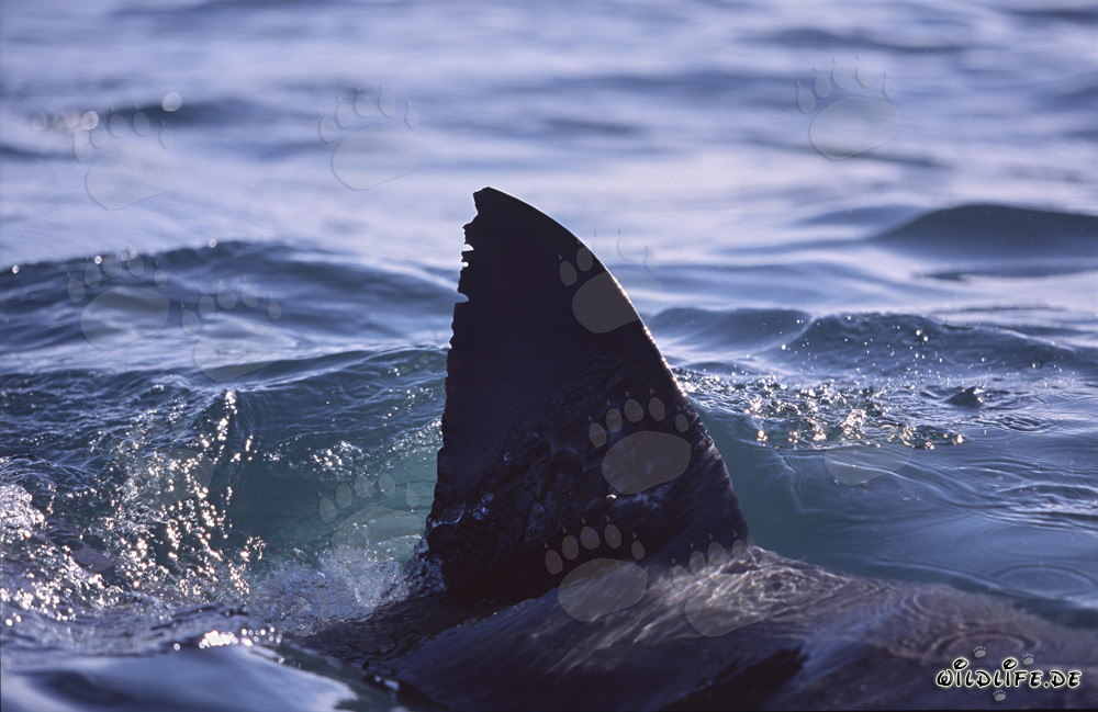 A Great White Shark's Fin - Unique identifying feature of the giant predator