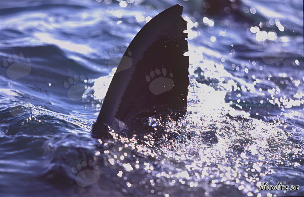 Nageoire dorsale du grand requin blanc