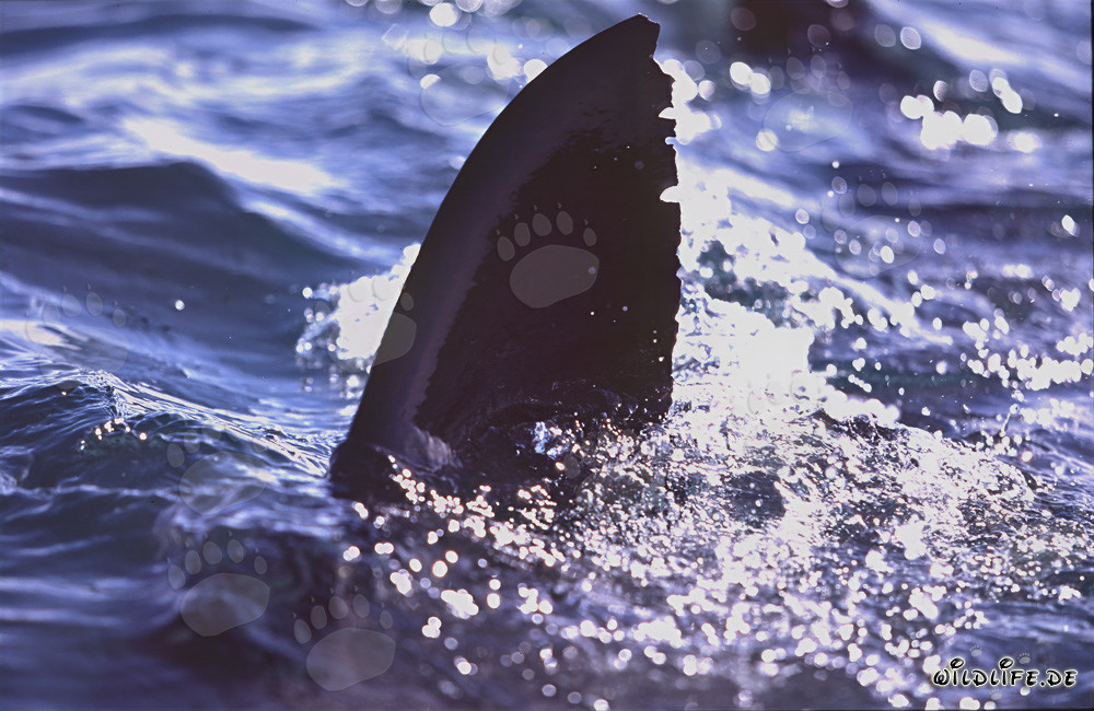 Aleta dorsal de tiburón blanco