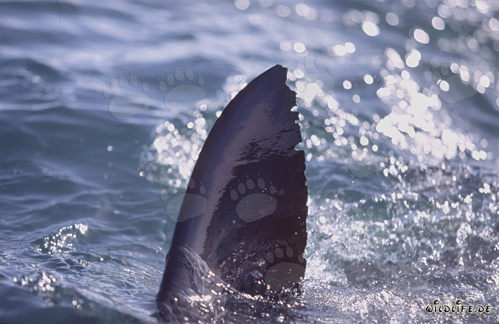 Nageoire dorsale majestueuse du grand requin blanc