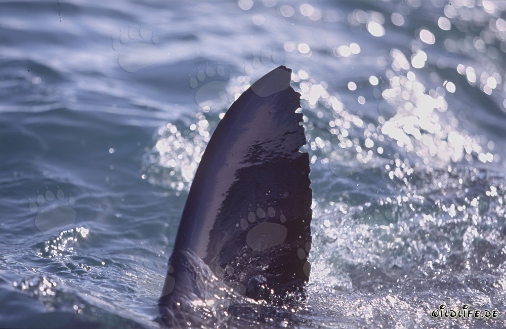 Majestic dorsal fin of the Great White Shark