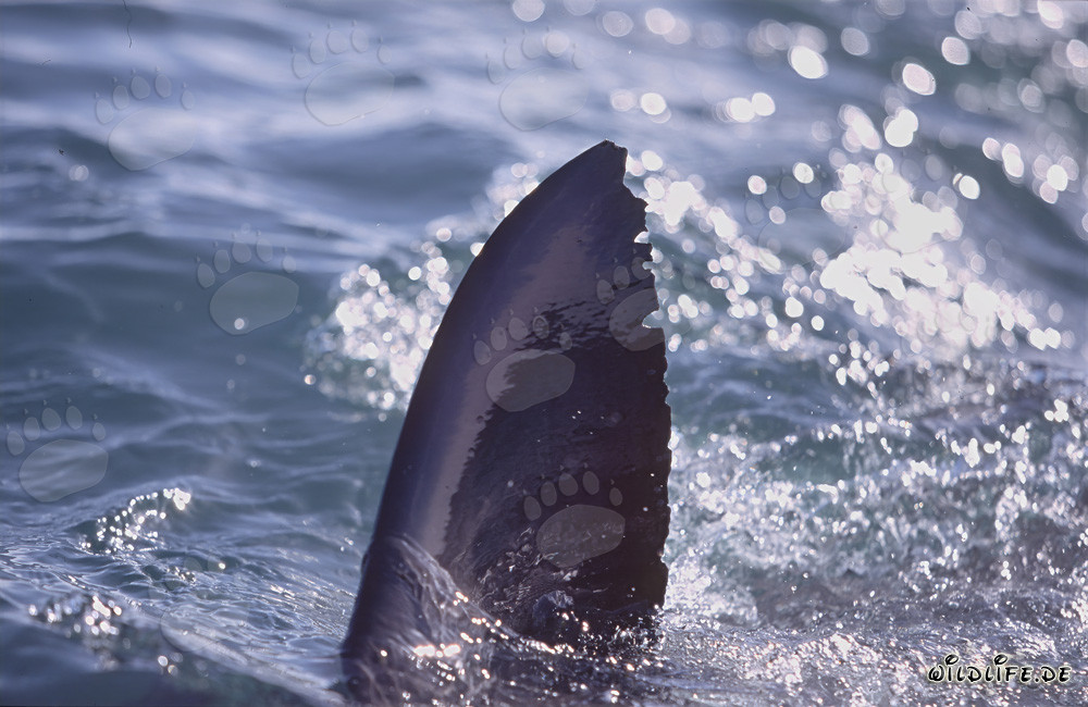 Aleta dorsal majestuosa del tiburón blanco