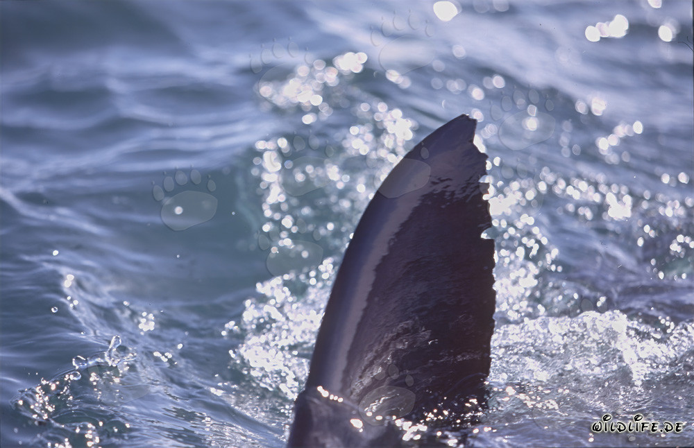 Aileron dorsal du Grand Requin Blanc devant Geyser Rock