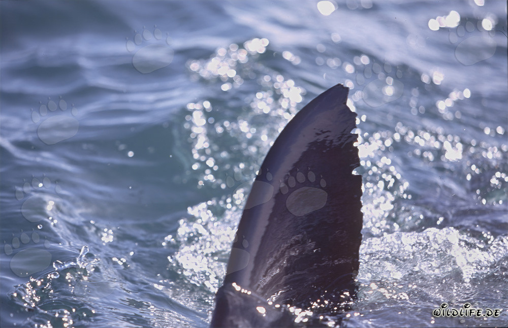 Dorsal fin of a Great White Shark (Carcharodon carcharias)