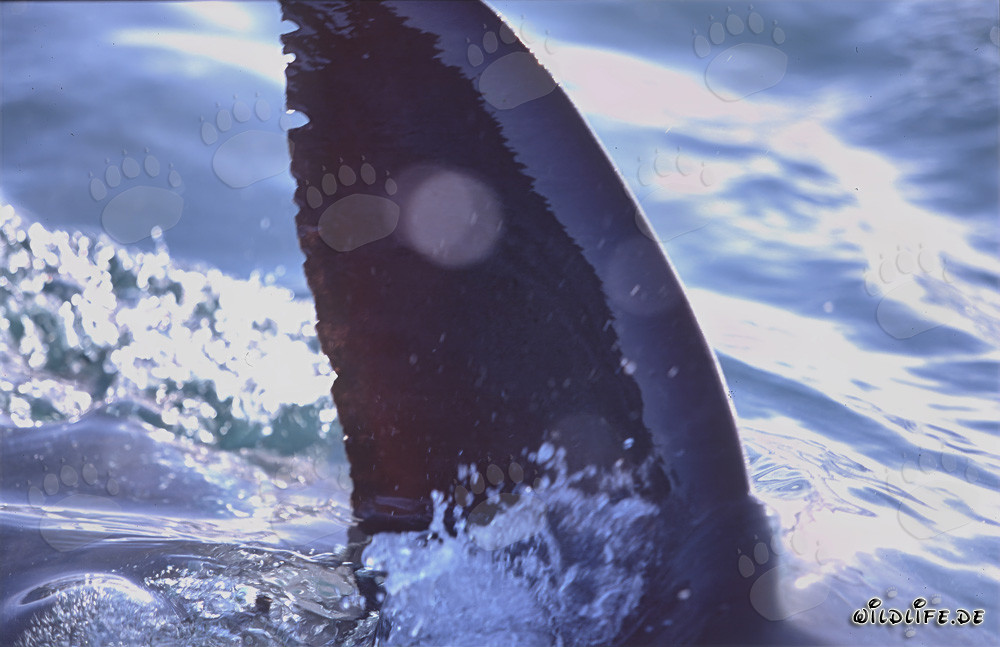 Fascinating reflections in the dorsal fin of the Great White Shark