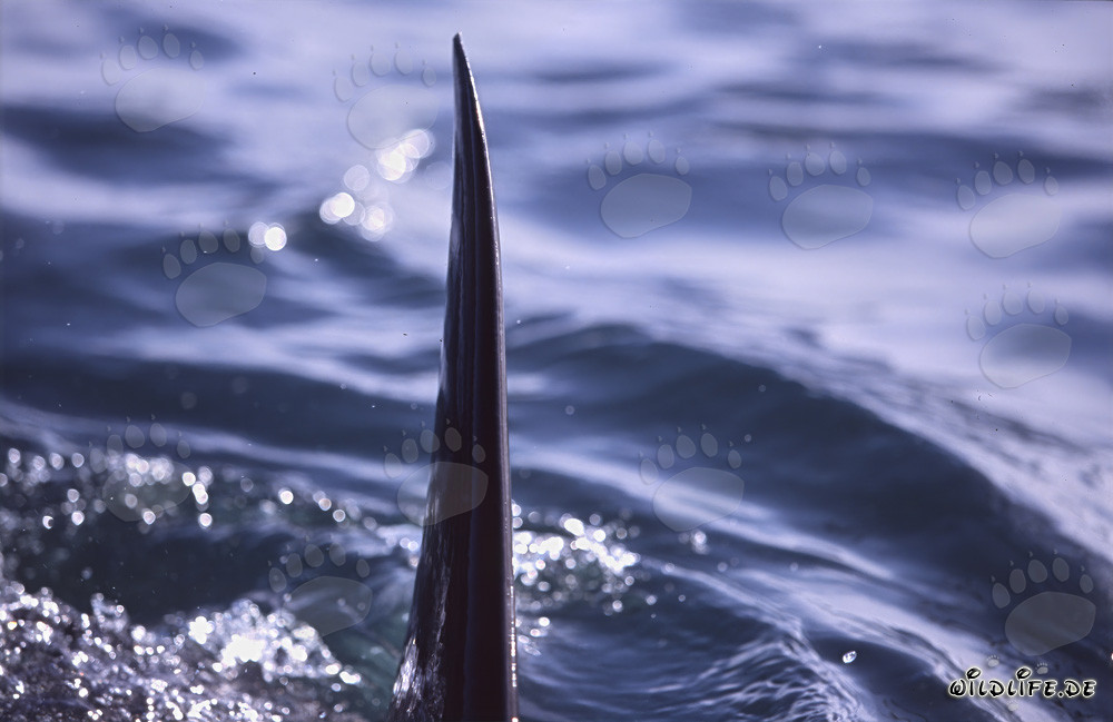 Majestic great white shark dorsal fin approaching impressively from the front