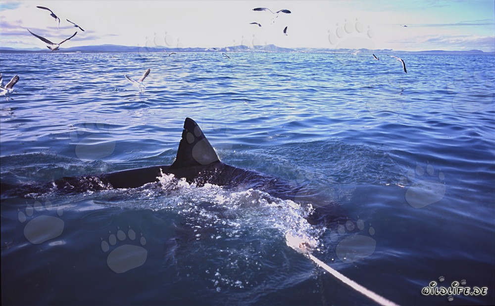 Impresionante aleta dorsal del gran tiburón blanco en Sudáfrica