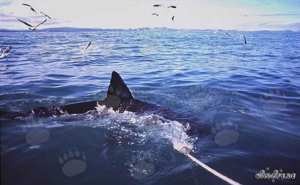 Impressionnante nageoire dorsale du grand requin blanc en Afrique du Sud