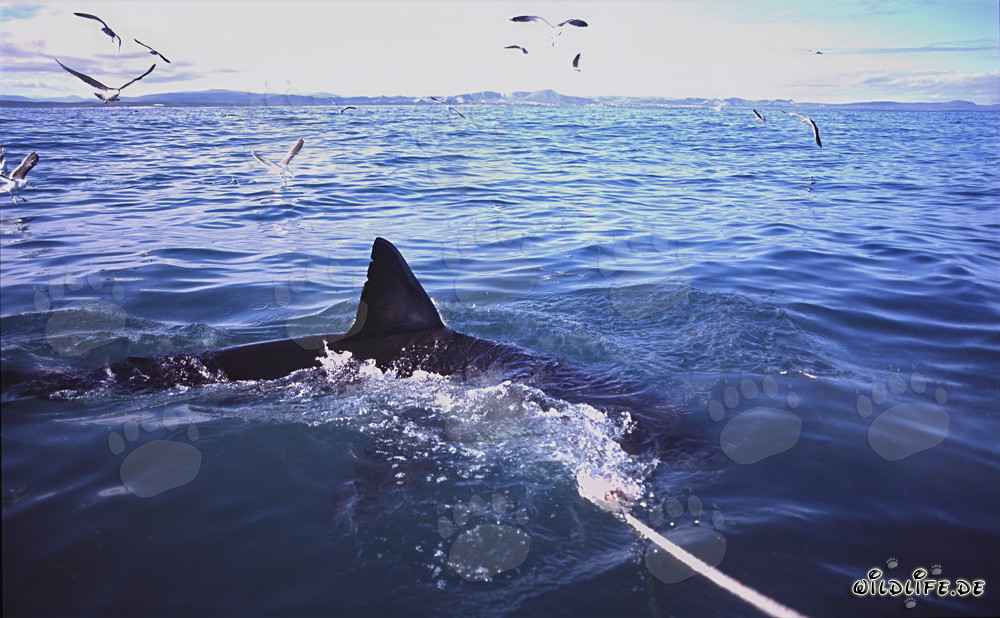 Impressive dorsal fin of the Great White Shark in South Africa