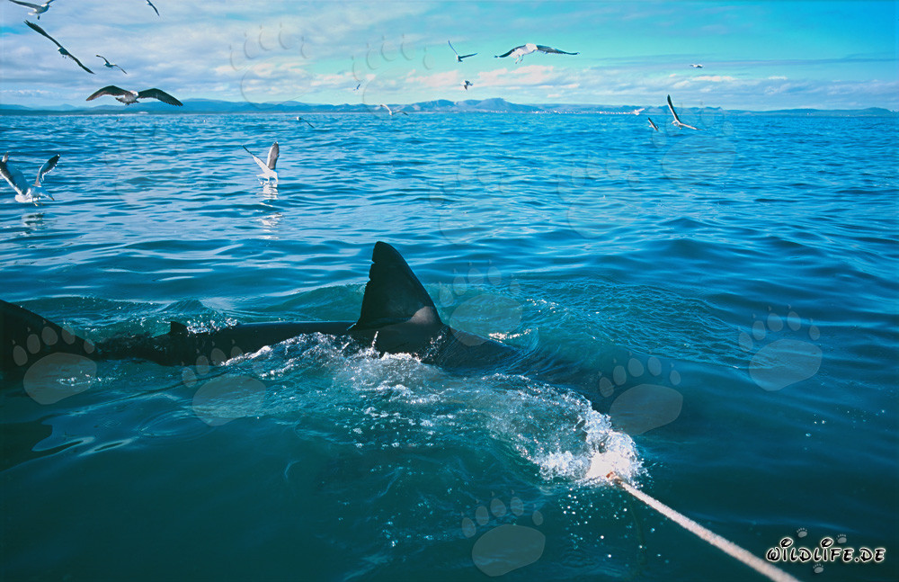 Aleta dorsal majestuosa de un tiburón blanco
