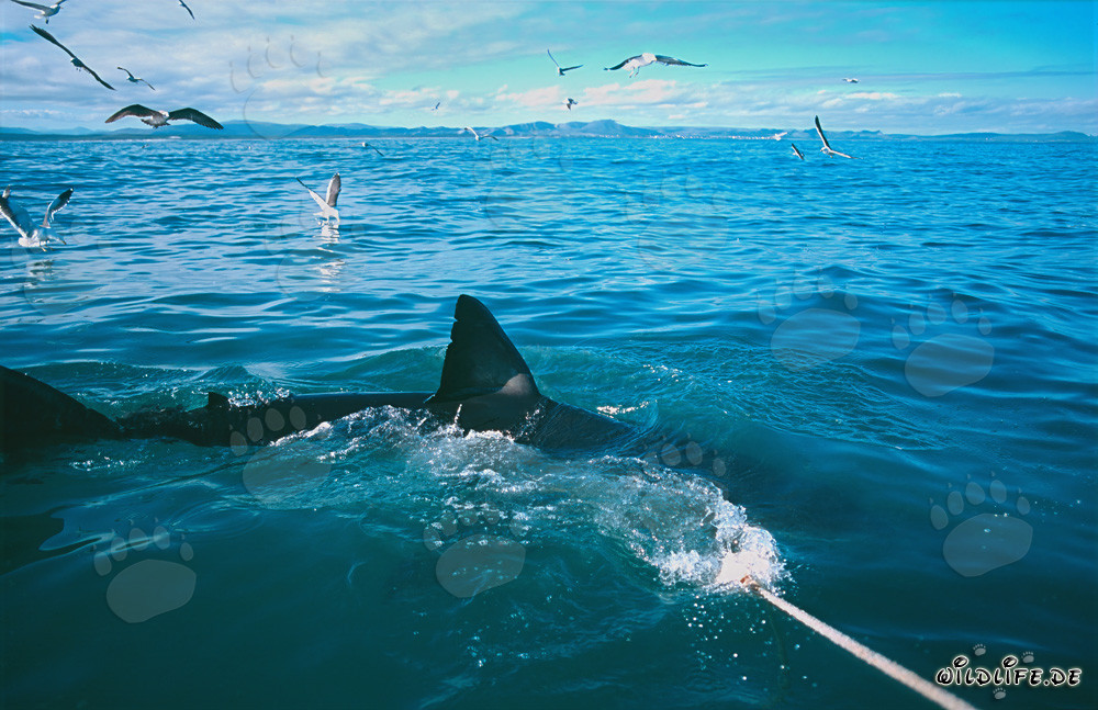Majestic Dorsal Fin of a Great White Shark
