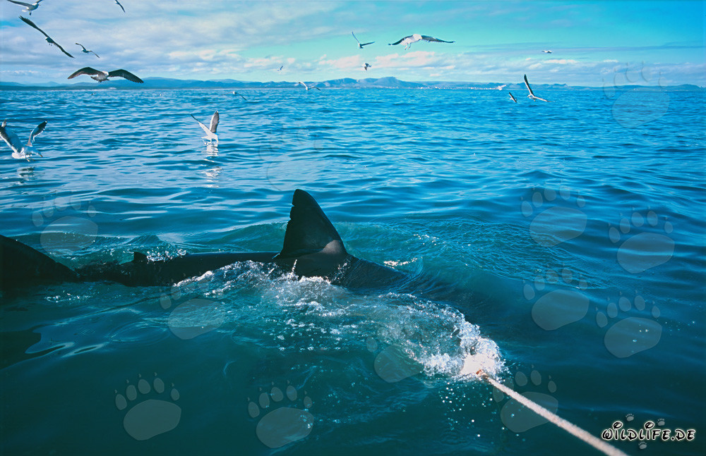 Nageoire dorsale majestueuse d'un grand requin blanc