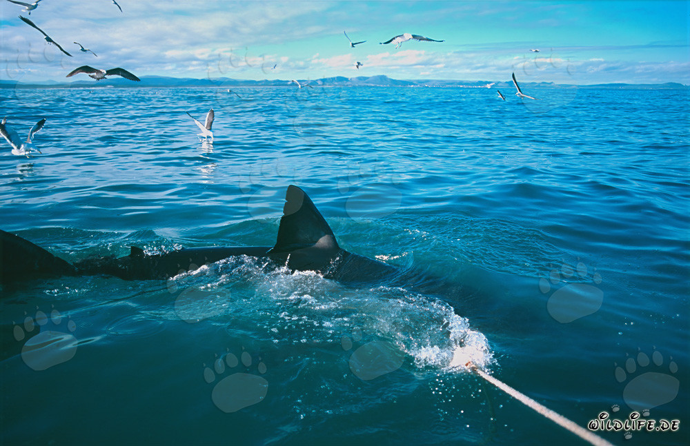 Pinna dorsale maestosa di uno squalo bianco