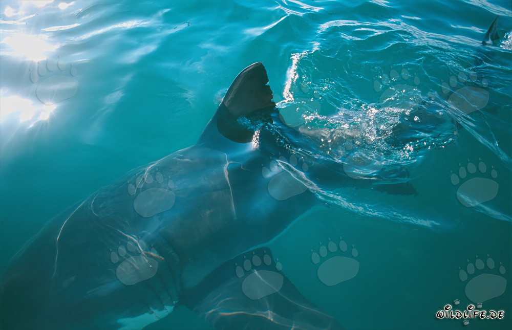 Aleta dorsal del tiburón blanco - Majestuoso habitante marino en Sudáfrica