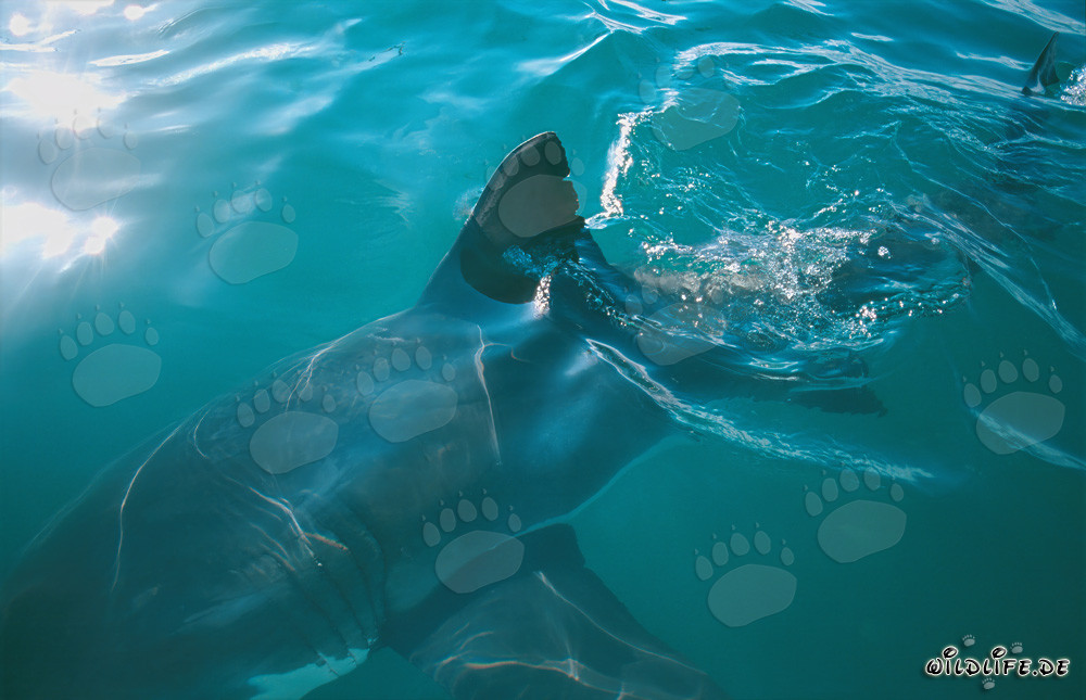 Dorsal Fin of the Great White Shark - Majestic Marine Creature in South Africa