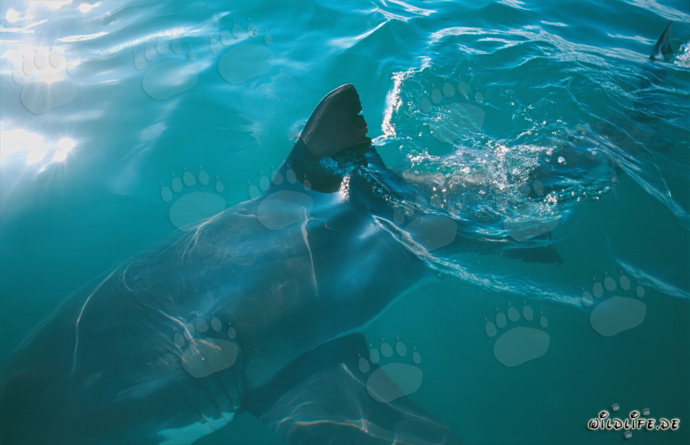 Pinna dorsale dello squalo bianco - Maestoso abitante marino in Sudafrica