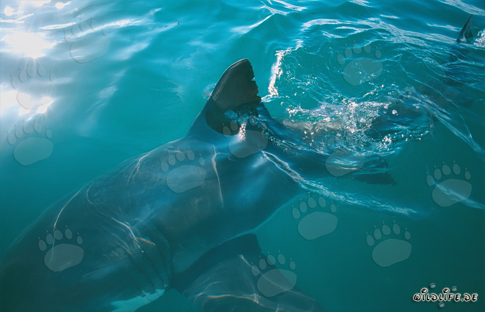 Rueckenflosse des Weißen Hais - Majestätischer Meeresbewohner in Südafrika