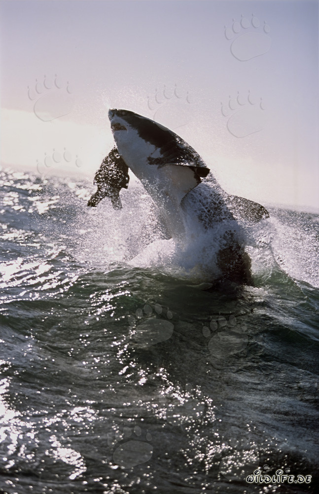 A great white shark breaches near Seal Island