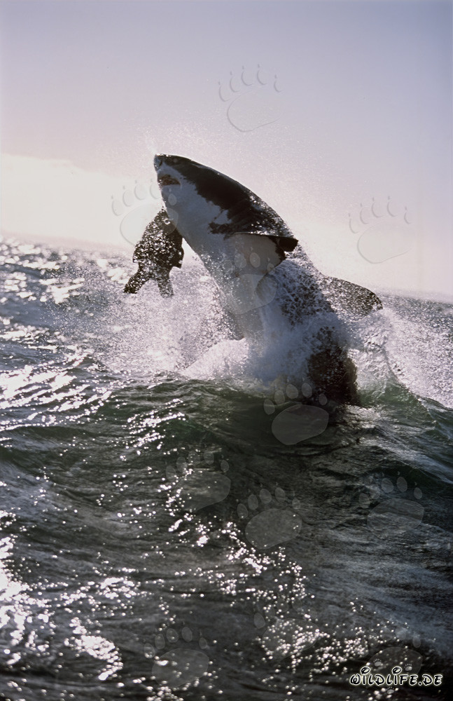 Grand requin blanc sautant devant l'île aux phoques