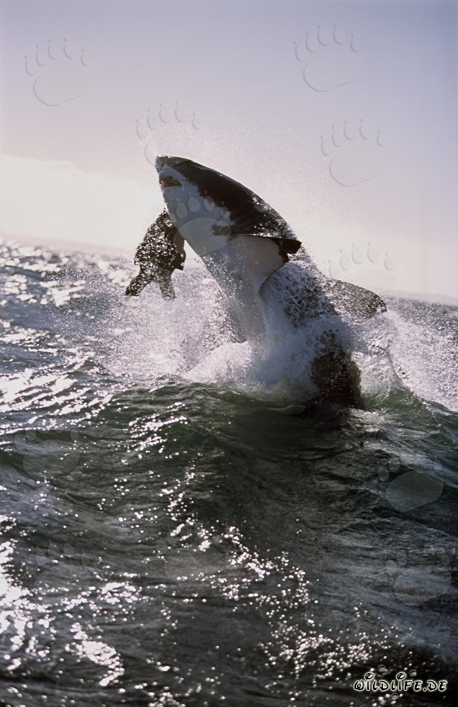 Gran tiburón blanco saltando frente a la Isla de las Focas
