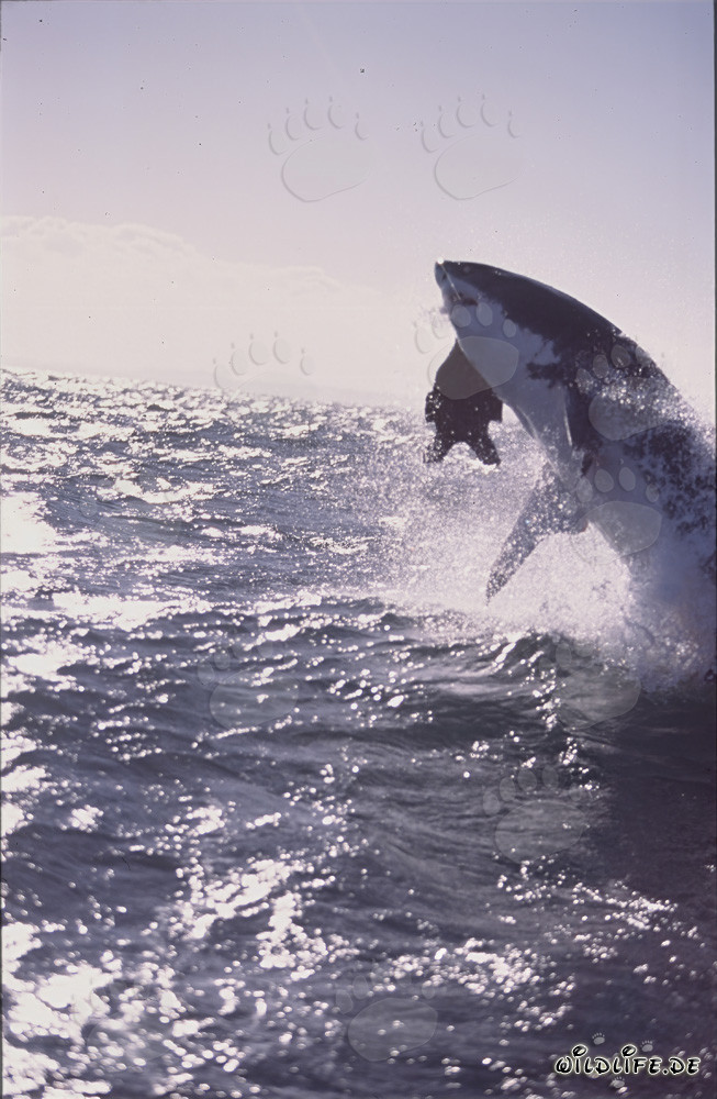 Gran tiburón blanco saltando en la luz de la tarde