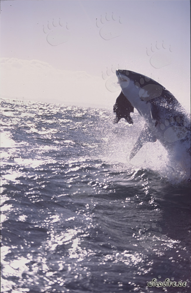 Grand requin blanc sautant dans la lumière du soir