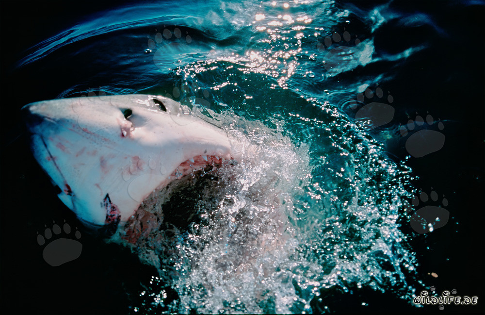 Impressive Great White Shark breaking the surface of the ocean