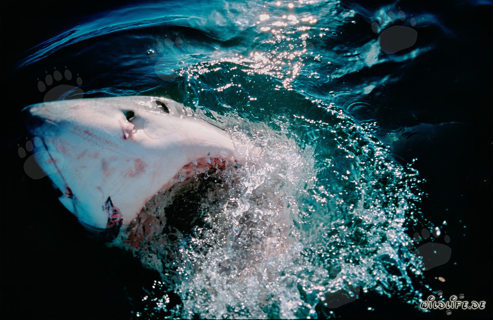 Impresionante tiburón blanco rompiendo la superficie del mar