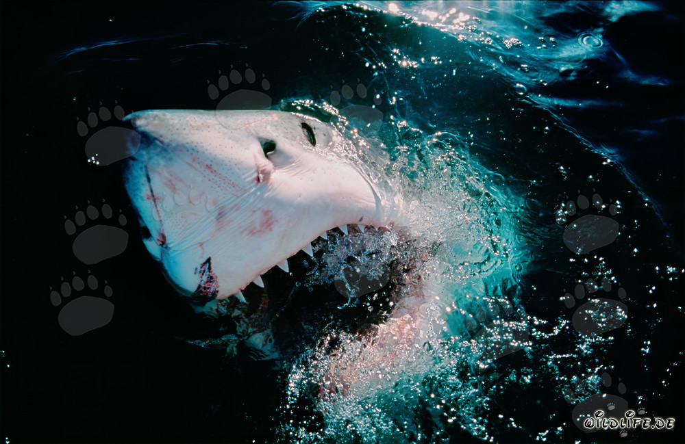 Grand requin blanc émerge de l'océan de manière impressionnante