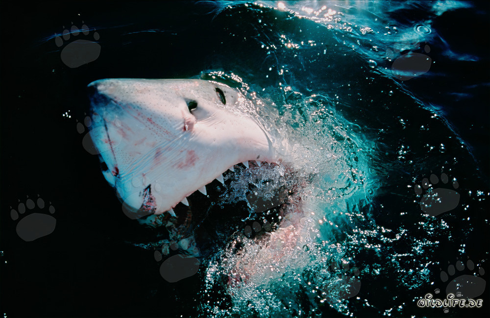Gran tiburón blanco emerge del mar de manera impresionante