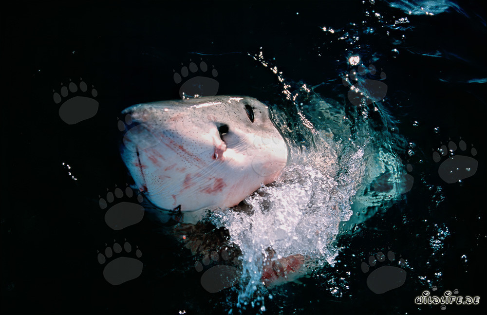Grand requin blanc émerge de la mer