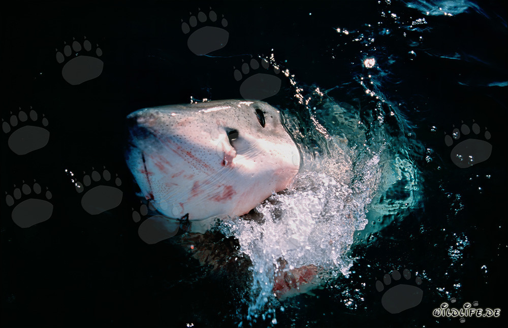 Impressive Great White Shark Emerges from the Sea